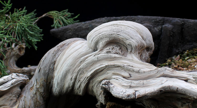 juniper bonsai deadwood